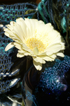 Flowers Set 06 - 17