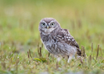 Little Owl - Athene noctua