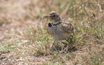 Calandra Lark