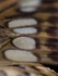 Wing4