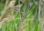 Marsh Warbler