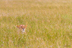 Lion in Grass 1