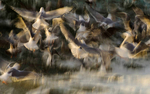 Seagulls