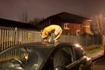 Urban fox on a car roof in Bristol.