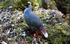 Blood pheasant