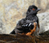 Spotted Towhee bathing 