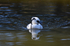 Smew