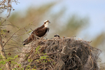 Ospreys at nest in sunshine, Blue Cypress Lake, Florida
