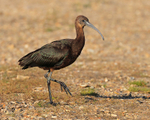 Glossy Ibis crossing a path at Stanpit Marsh
