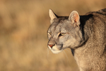 Female Puma Escacha close view, Torres del Paine, Chile