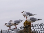 Black-headed Gulls