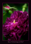 Rosa 'Erinnerung an Brod' 3
