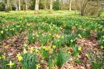 Wild Daffodils in Dymock Woods