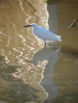 egret