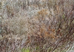 New Growth II
