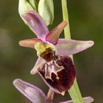 Hybrid Ophrys Ophrys sphegodes subsp. sphegodes x Ophrys holoserica subsp. dinarica 
