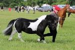 SIAL3139