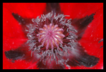 The Heart of the Poppy Awaits
