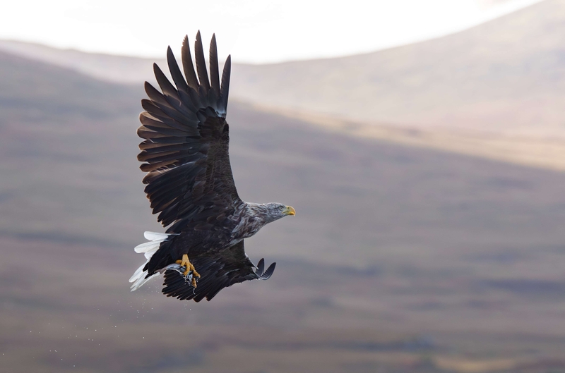 White Tailed Eagle - Isle of Mull - Scotland