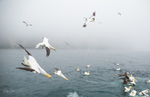 Gannet Diving 2