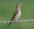 Wryneck