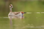 Egyptian Goose