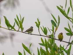 Yellow Fronted Canary