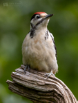 Great Spotted Woodpecker