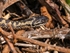 Adder