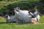 equiscot 0453