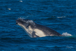 Humpback Calf head-lunge 4. 0A3A9313
