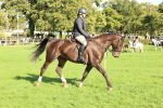 S34 - Novice & Newcomers Working Hunter portfolio