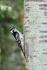 Downy Woodpecker (female), Minnesota, USA