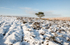 Tree on Round Hill, Long Mynd