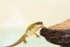 Newt
