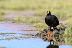 Giant Coot portfolio