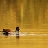Moorhen on Gold