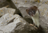 Stoat Kit. Conwy, ref st 13