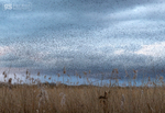 Murmurations over the marshes