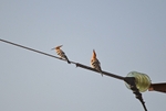 Hoopoes