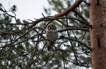 Northern Hawk Owl
