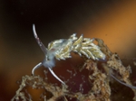 Diaphoreolis viridis