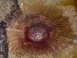 Acromegalomma vesiculosum