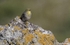 Cinereous Bunting
