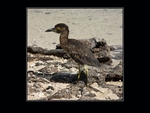 Striated heron