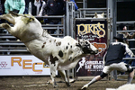Bullfighter_DSC1819