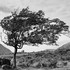 Torrin tree