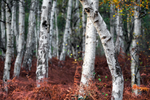 Holme Fen Scarlet Birches