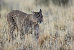 Puma walking through yellow grass, Torres del Paine, Chile