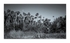 Orange County - Orlando Wetlands Park VI